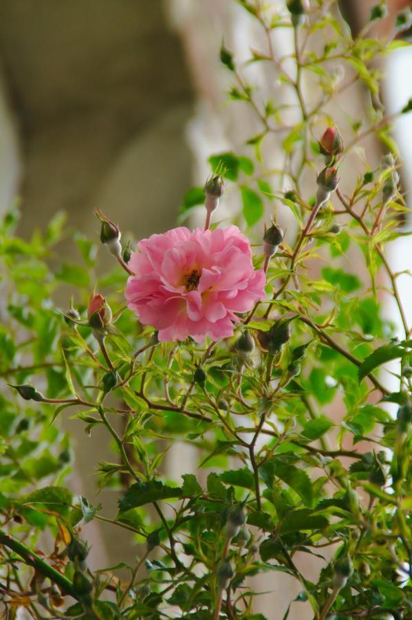 Villa Valentine 沃勒莱罗斯 外观 照片